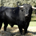 Toro de Dolores Aguirre, ganadería que lidiará en la localidad francesa.