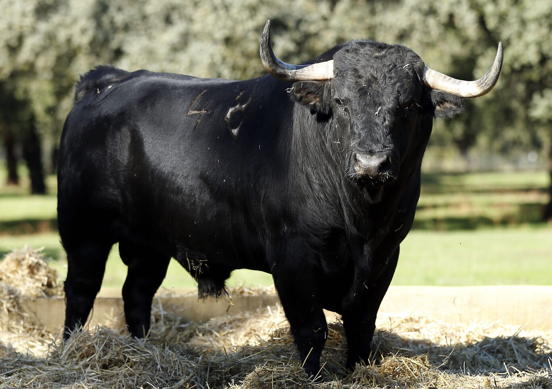 Toro de Dolores Aguirre, ganadería que lidiará en la localidad francesa.