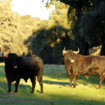 Dolores Aguirre. Camada 2018