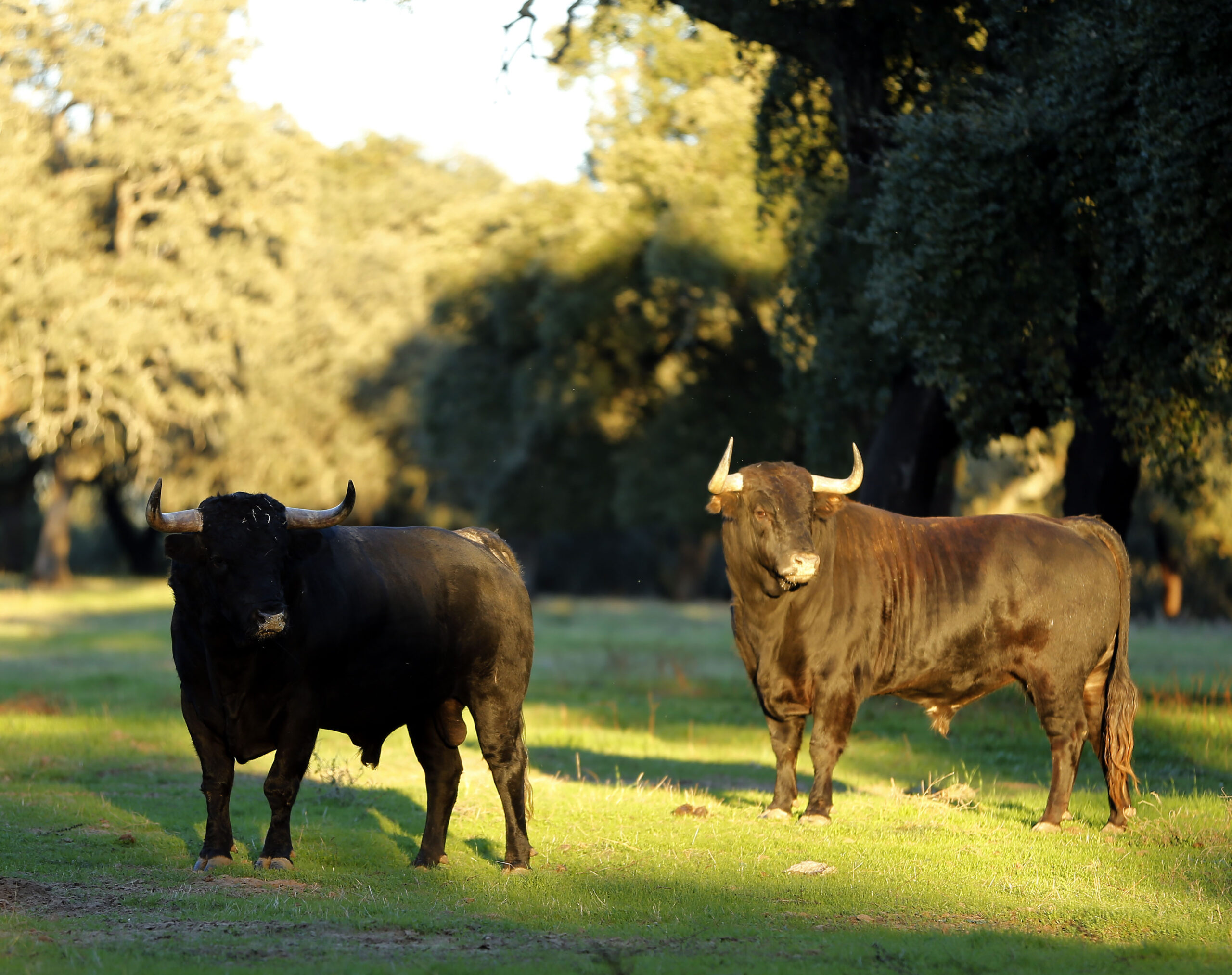 Dolores Aguirre. Camada 2018