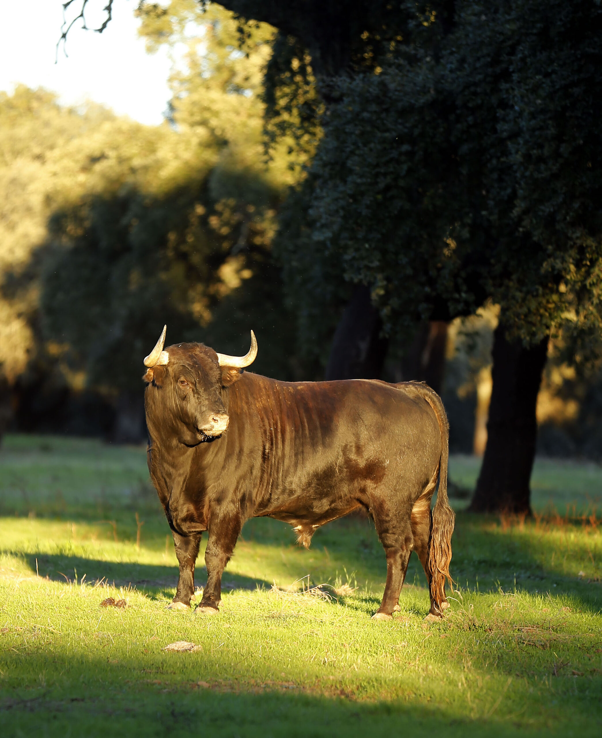 Dolores Aguirre. Camada 2018