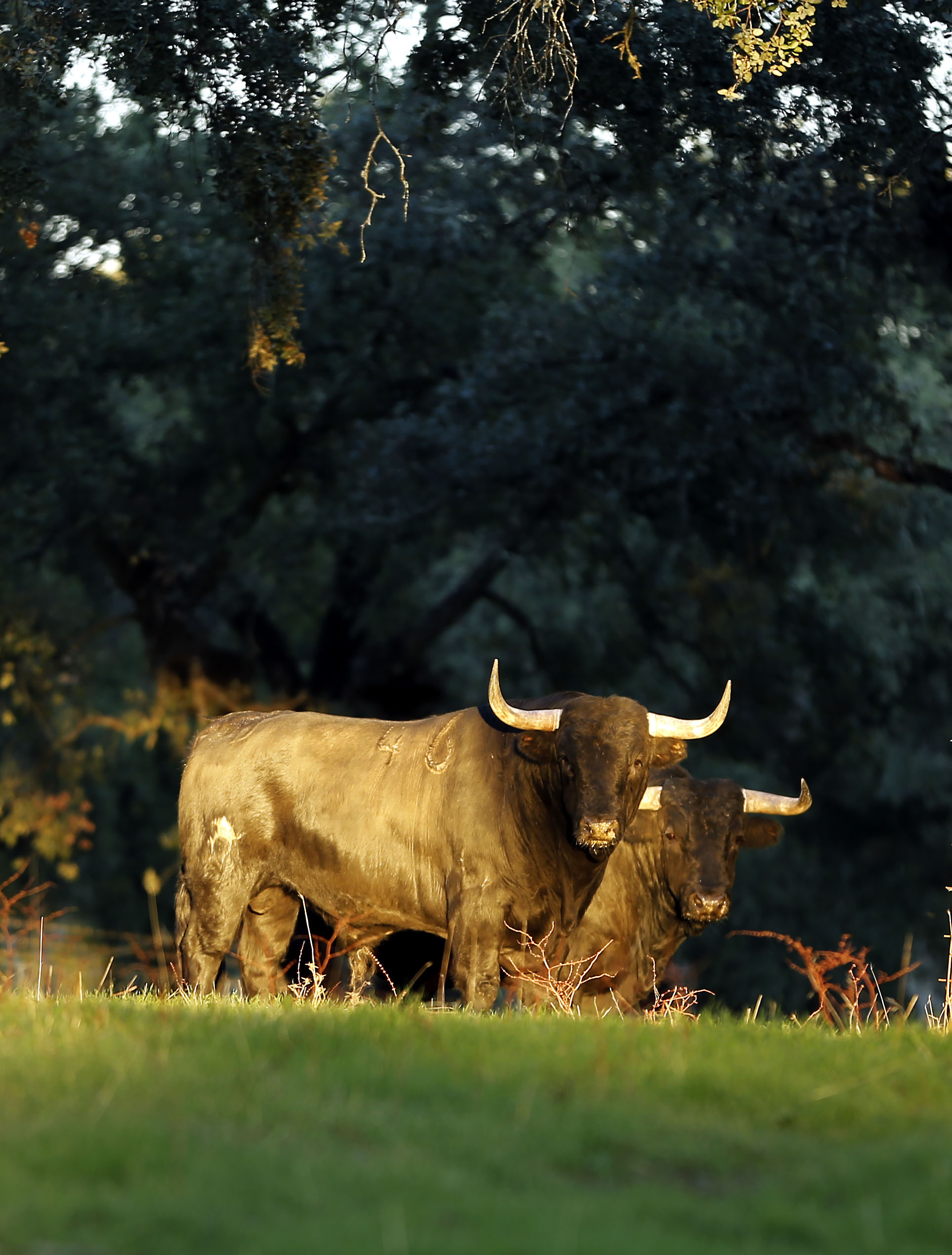 Dolores Aguirre. Camada 2018