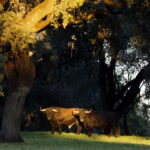 Dolores Aguirre. Camada 2018