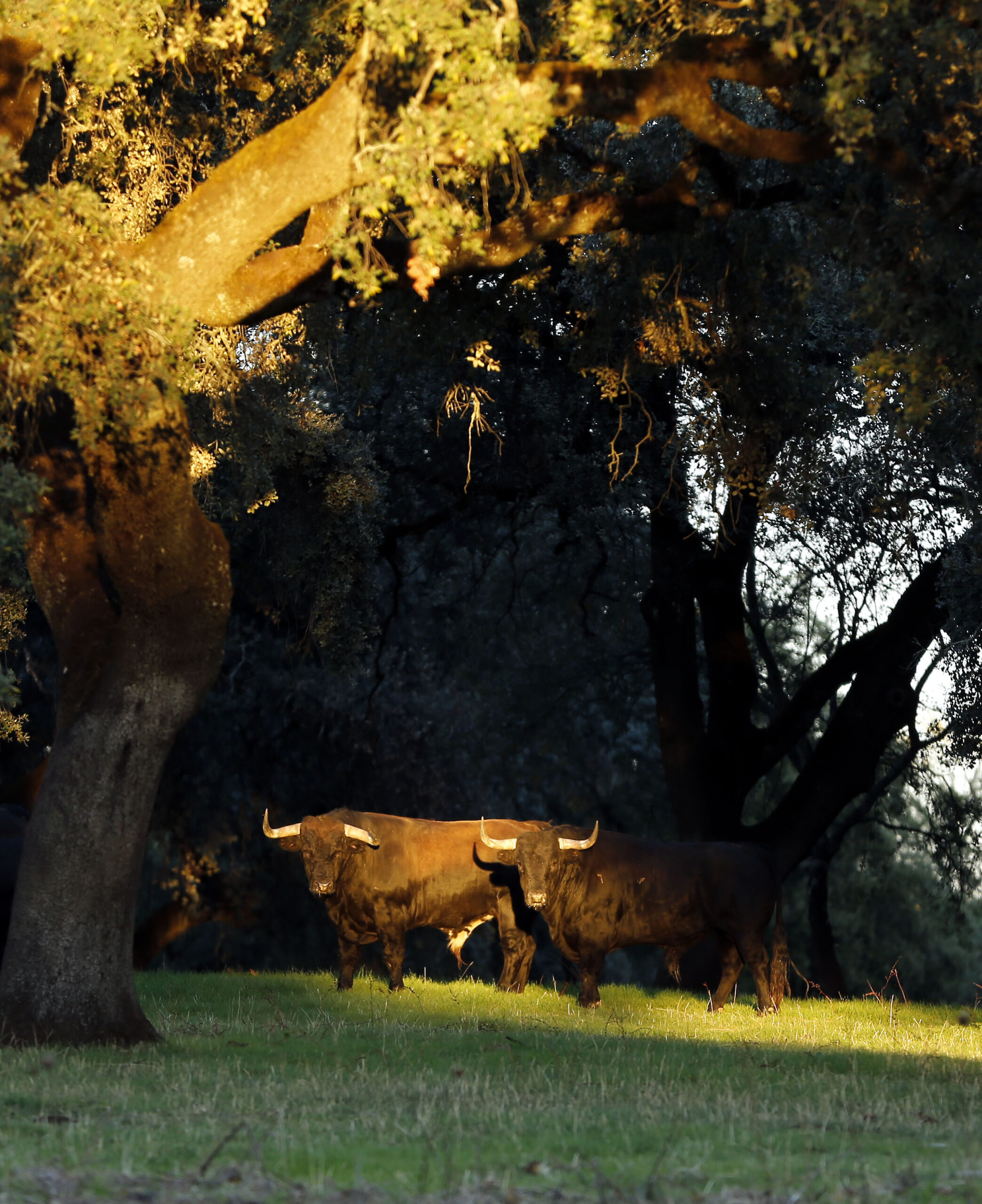 Dolores Aguirre. Camada 2018