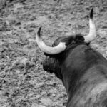 Desembarque de los toros de Victorino Martín para el Domingo de Ramos 2018