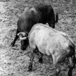 Desembarque de los toros de Victorino Martín para el Domingo de Ramos 2018