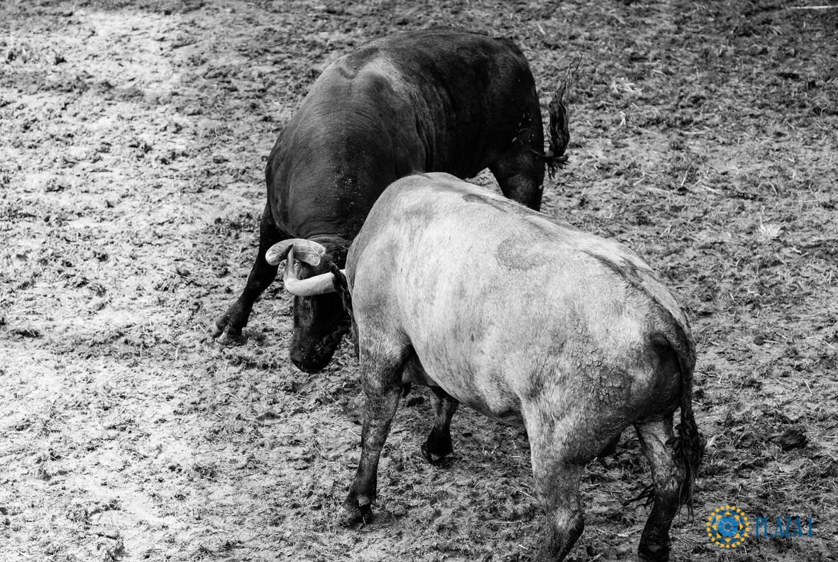 Desembarque de los toros de Victorino Martín para el Domingo de Ramos 2018
