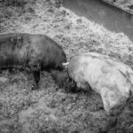 Desembarque de los toros de Victorino Martín para el Domingo de Ramos 2018