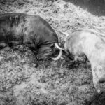 Desembarque de los toros de Victorino Martín para el Domingo de Ramos 2018