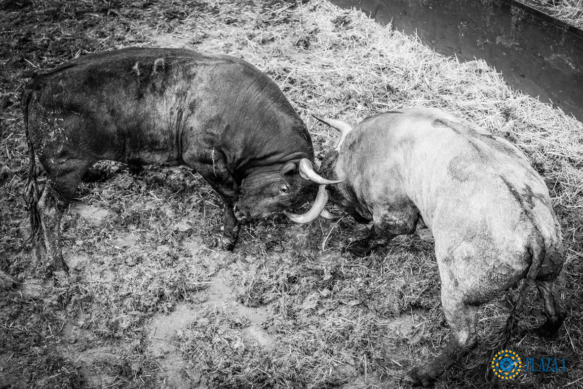 Desembarque de los toros de Victorino Martín para el Domingo de Ramos 2018