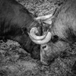 Desembarque de los toros de Victorino Martín para el Domingo de Ramos 2018