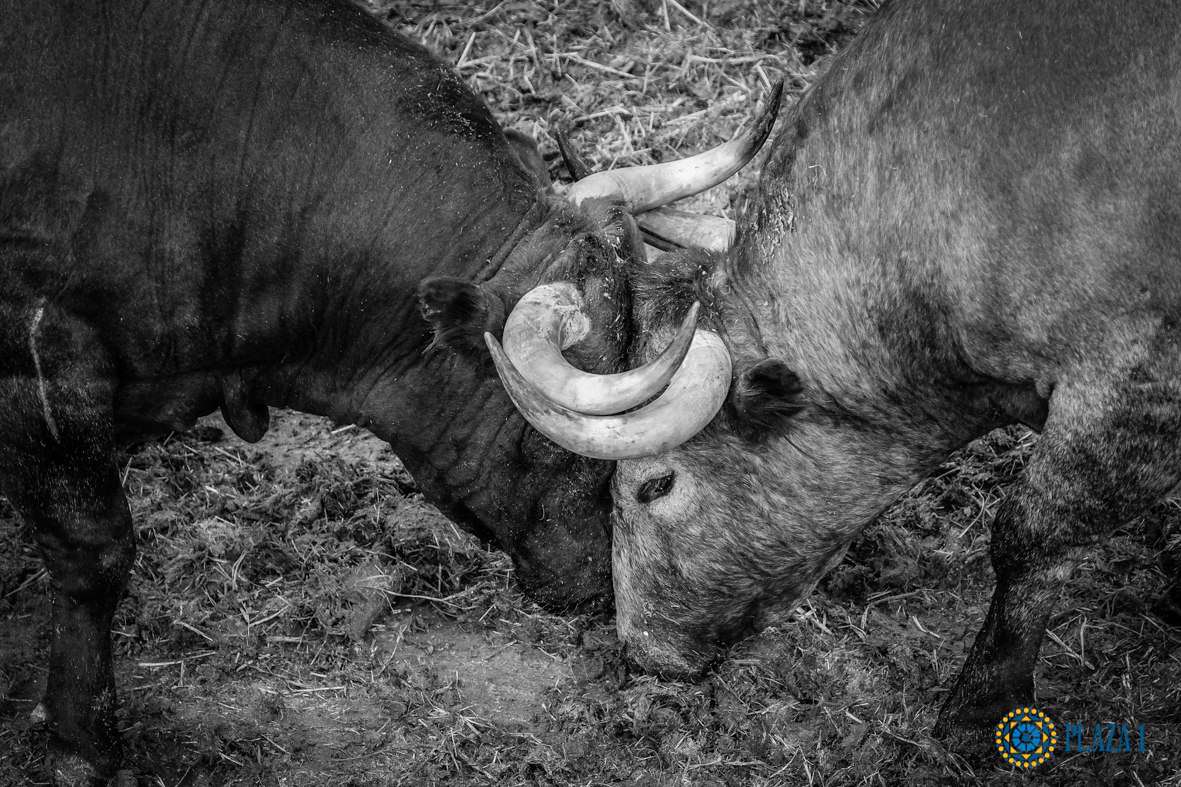Desembarque de los toros de Victorino Martín para el Domingo de Ramos 2018