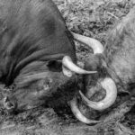 Desembarque de los toros de Victorino Martín para el Domingo de Ramos 2018