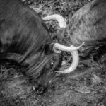 Desembarque de los toros de Victorino Martín para el Domingo de Ramos 2018