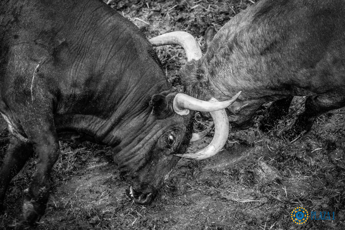 Desembarque de los toros de Victorino Martín para el Domingo de Ramos 2018