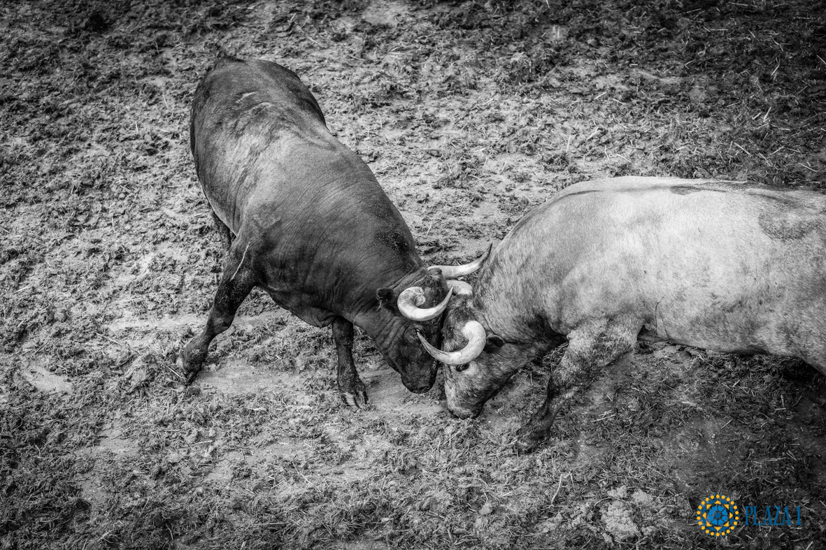 Desembarque de los toros de Victorino Martín para el Domingo de Ramos 2018