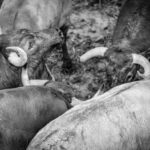 Desembarque de los toros de Victorino Martín para el Domingo de Ramos 2018