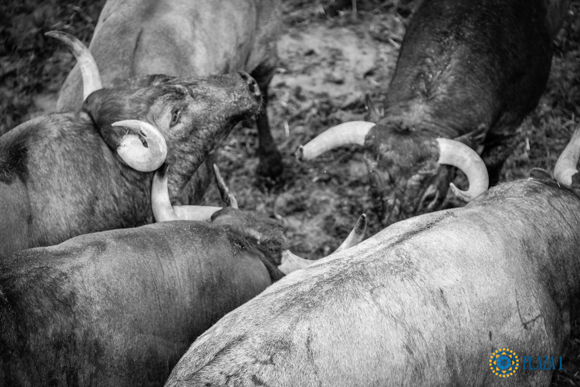 Desembarque de los toros de Victorino Martín para el Domingo de Ramos 2018