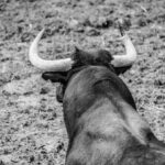 Desembarque de los toros de Victorino Martín para el Domingo de Ramos 2018