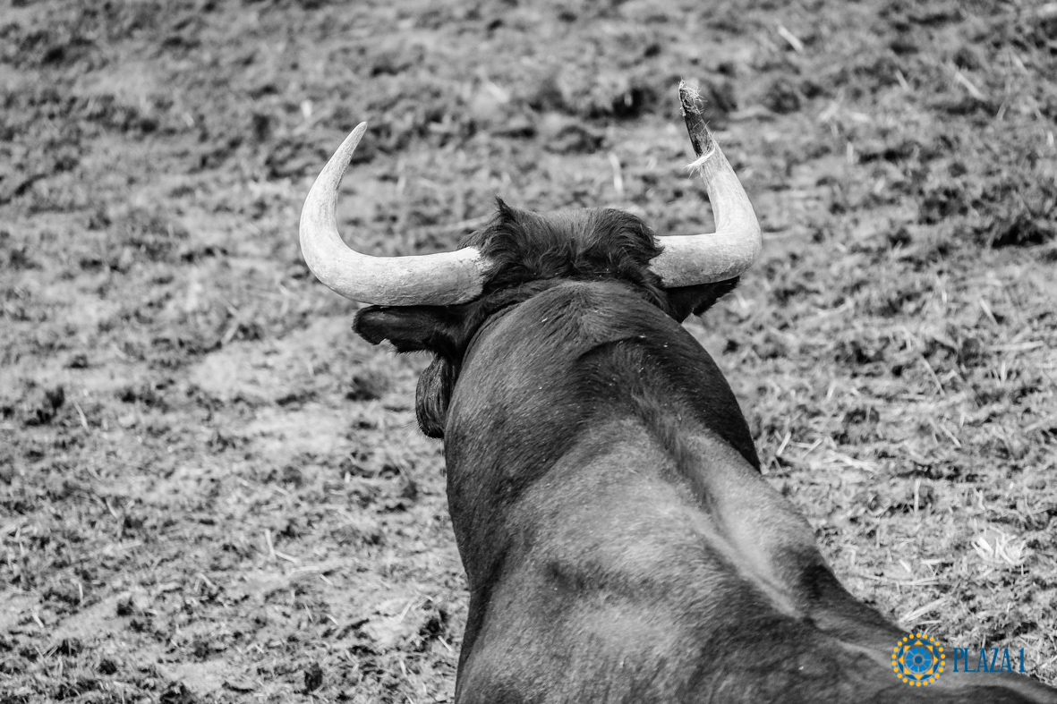 Desembarque de los toros de Victorino Martín para el Domingo de Ramos 2018