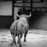 Desembarque de los toros de Victorino Martín para el Domingo de Ramos 2018
