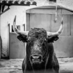 Desembarque de los toros de Victorino Martín para el Domingo de Ramos 2018