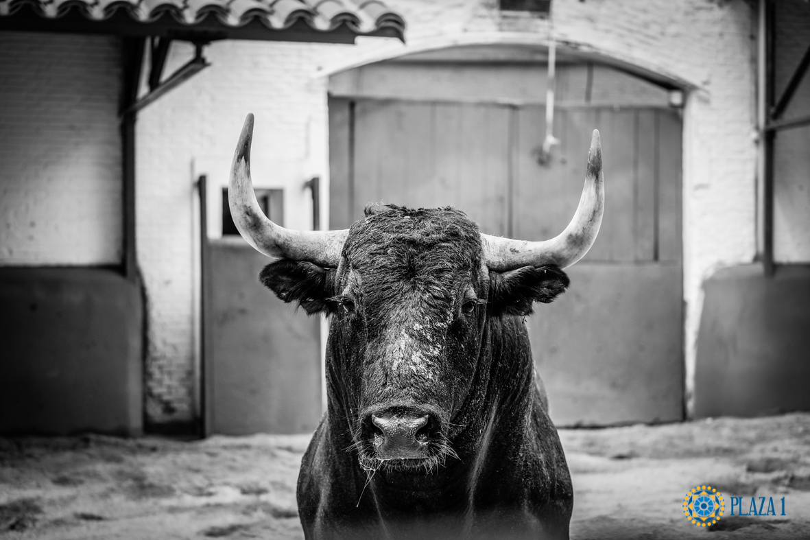 Desembarque de los toros de Victorino Martín para el Domingo de Ramos 2018