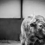 Desembarque de los toros de Victorino Martín para el Domingo de Ramos 2018