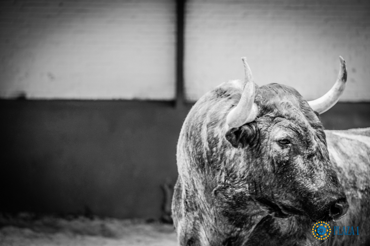 Desembarque de los toros de Victorino Martín para el Domingo de Ramos 2018