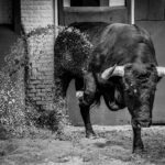 Desembarque de los toros de Victorino Martín para el Domingo de Ramos 2018