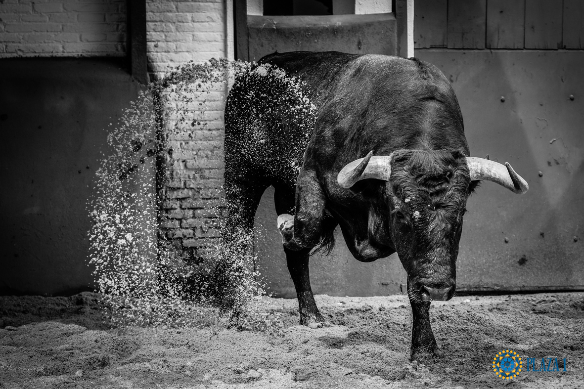 Desembarque de los toros de Victorino Martín para el Domingo de Ramos 2018