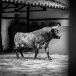 Desembarque de los toros de Victorino Martín para el Domingo de Ramos 2018