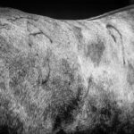 Desembarque de los toros de Victorino Martín para el Domingo de Ramos 2018