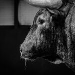 Desembarque de los toros de Victorino Martín para el Domingo de Ramos 2018