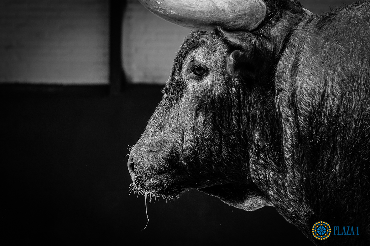 Desembarque de los toros de Victorino Martín para el Domingo de Ramos 2018
