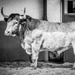 Desembarque de los toros de Victorino Martín para el Domingo de Ramos 2018