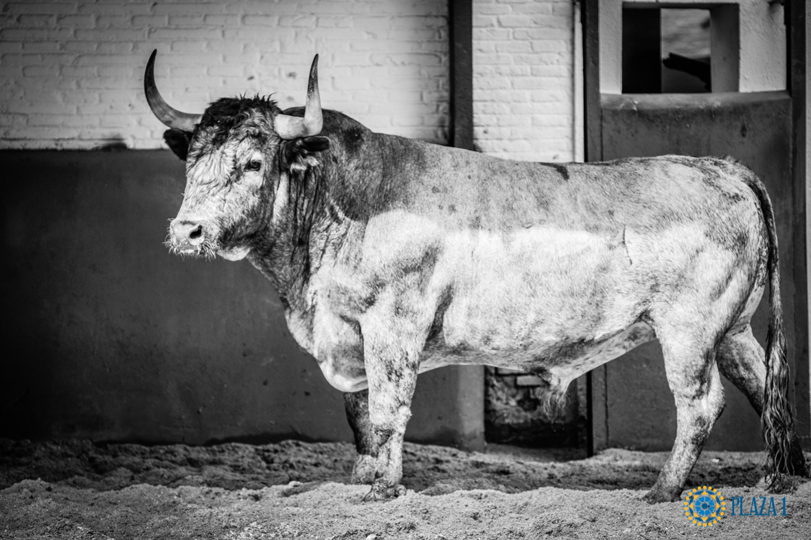 Desembarque de los toros de Victorino Martín para el Domingo de Ramos 2018