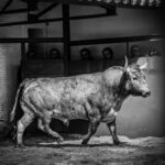 Desembarque de los toros de Victorino Martín para el Domingo de Ramos 2018