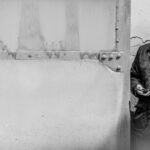 Desembarque de los toros de Victorino Martín para el Domingo de Ramos 2018