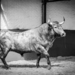 Desembarque de los toros de Victorino Martín para el Domingo de Ramos 2018