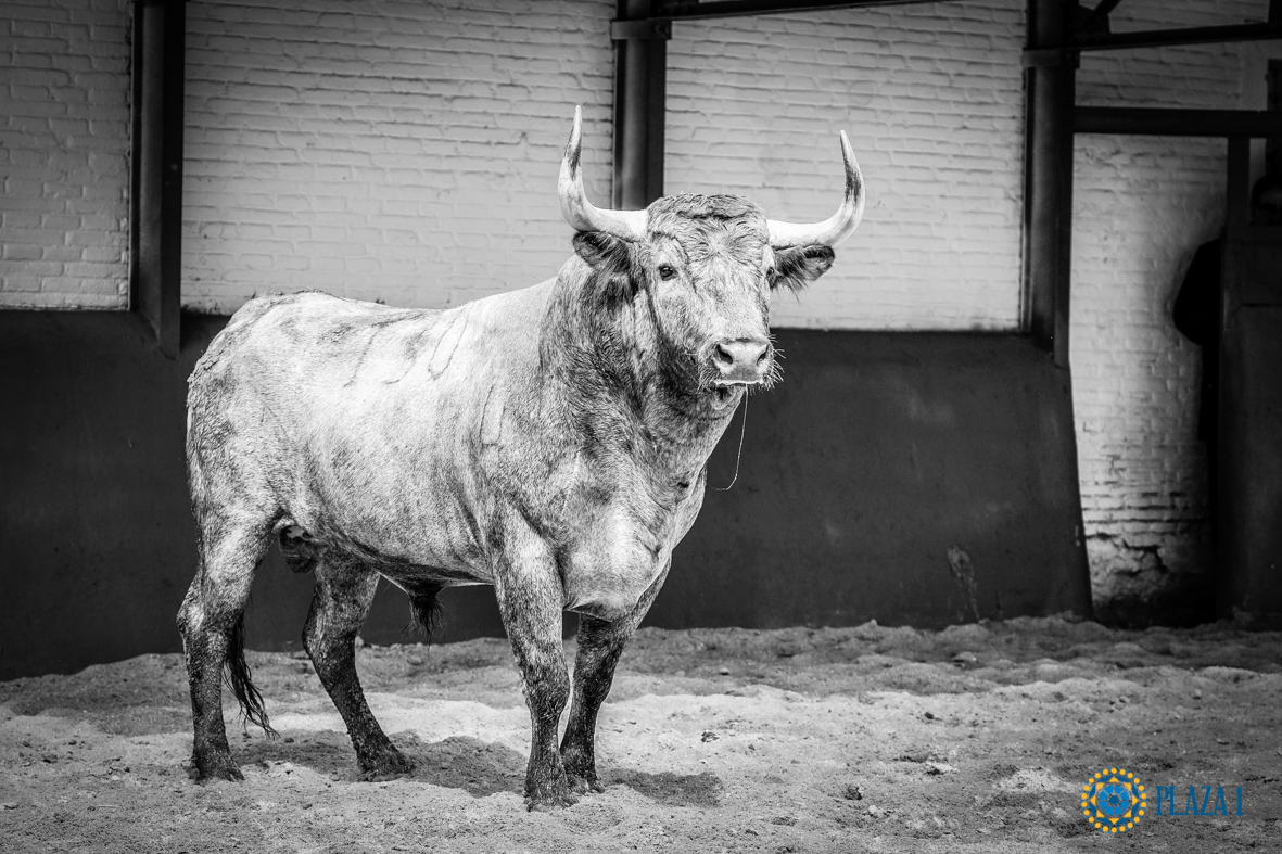 Desembarque de los toros de Victorino Martín para el Domingo de Ramos 2018
