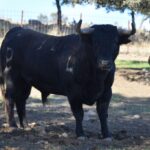 Arles - Toros de Alcurrucén para El Fandi, José Garrido y Luis David Adame - Lunes 2 de abril de 2018