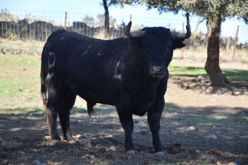 Arles - Toros de Alcurrucén para El Fandi, José Garrido y Luis David Adame - Lunes 2 de abril de 2018