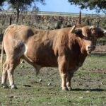 Arles - Toros de Alcurrucén para El Fandi, José Garrido y Luis David Adame - Lunes 2 de abril de 2018