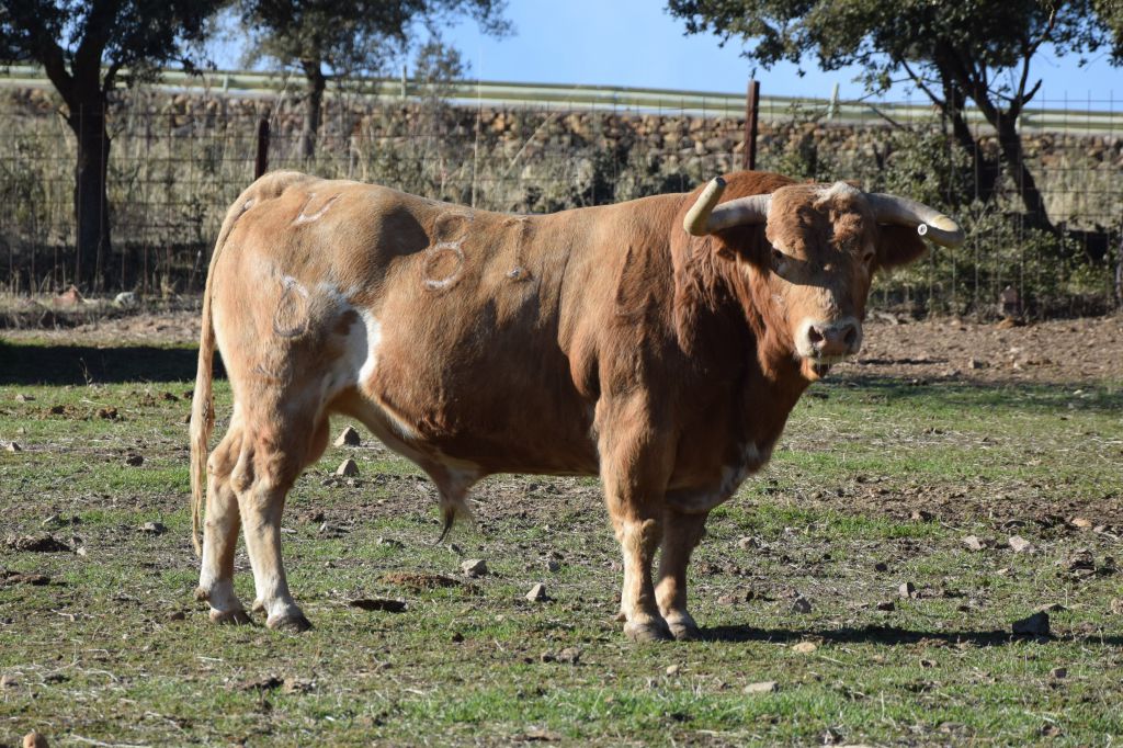Arles - Toros de Alcurrucén para El Fandi, José Garrido y Luis David Adame - Lunes 2 de abril de 2018
