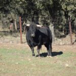 Arles - Toros de Alcurrucén para El Fandi, José Garrido y Luis David Adame - Lunes 2 de abril de 2018