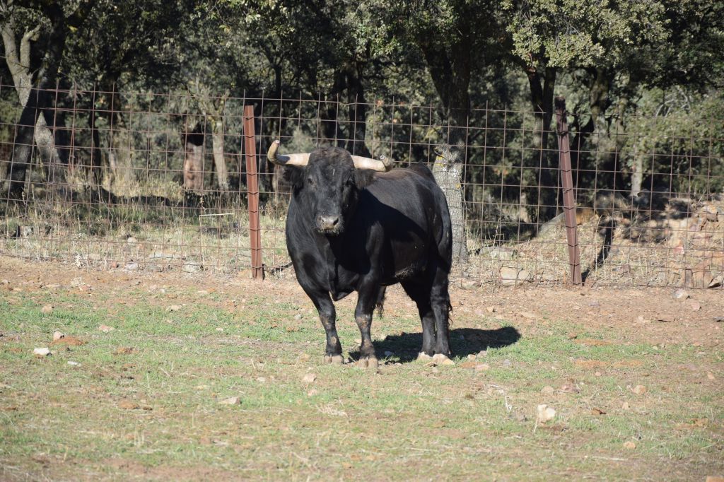 Arles - Toros de Alcurrucén para El Fandi, José Garrido y Luis David Adame - Lunes 2 de abril de 2018