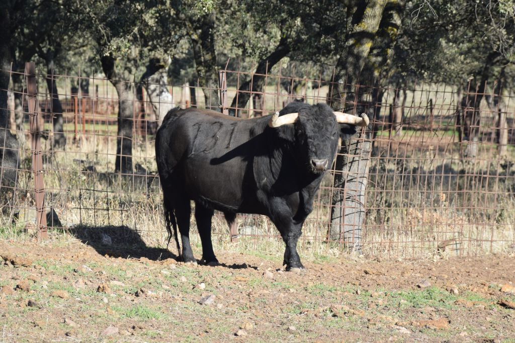 Arles - Toros de Alcurrucén para El Fandi, José Garrido y Luis David Adame - Lunes 2 de abril de 2018