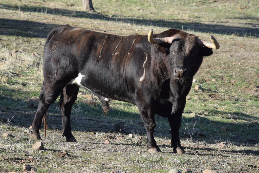 Arles - Toros de Alcurrucén para El Fandi, José Garrido y Luis David Adame - Lunes 2 de abril de 2018
