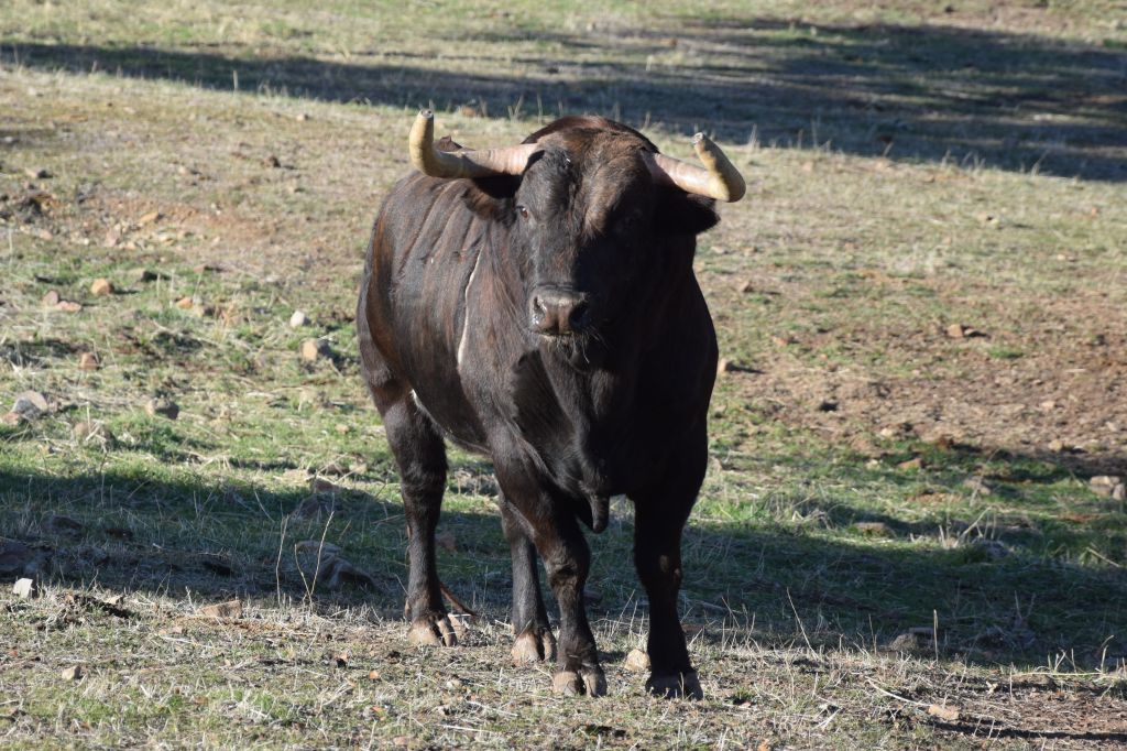 Arles - Toros de Alcurrucén para El Fandi, José Garrido y Luis David Adame - Lunes 2 de abril de 2018